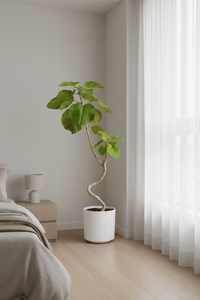 Big Bending Ficus Umbellata - Potted plant -  Tumbleweed Plants