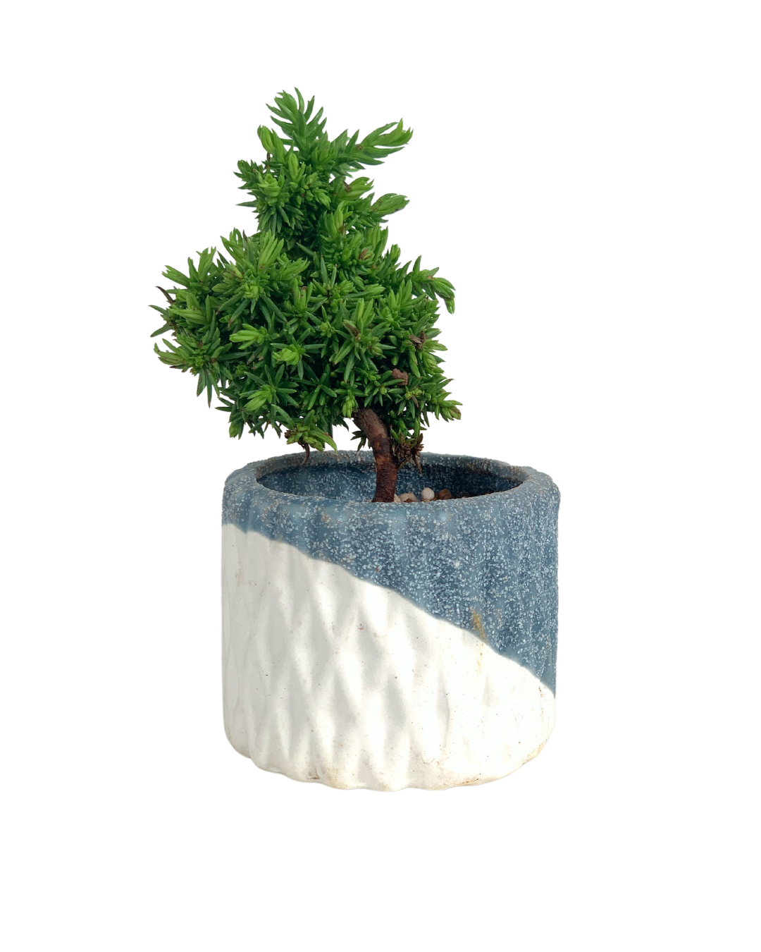 Sugi Bonsai Japonica 'Tamasugi' - Potted plant -  Tumbleweed Plants