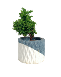 Sugi Bonsai Japonica 'Tamasugi' - Potted plant -  Tumbleweed Plants