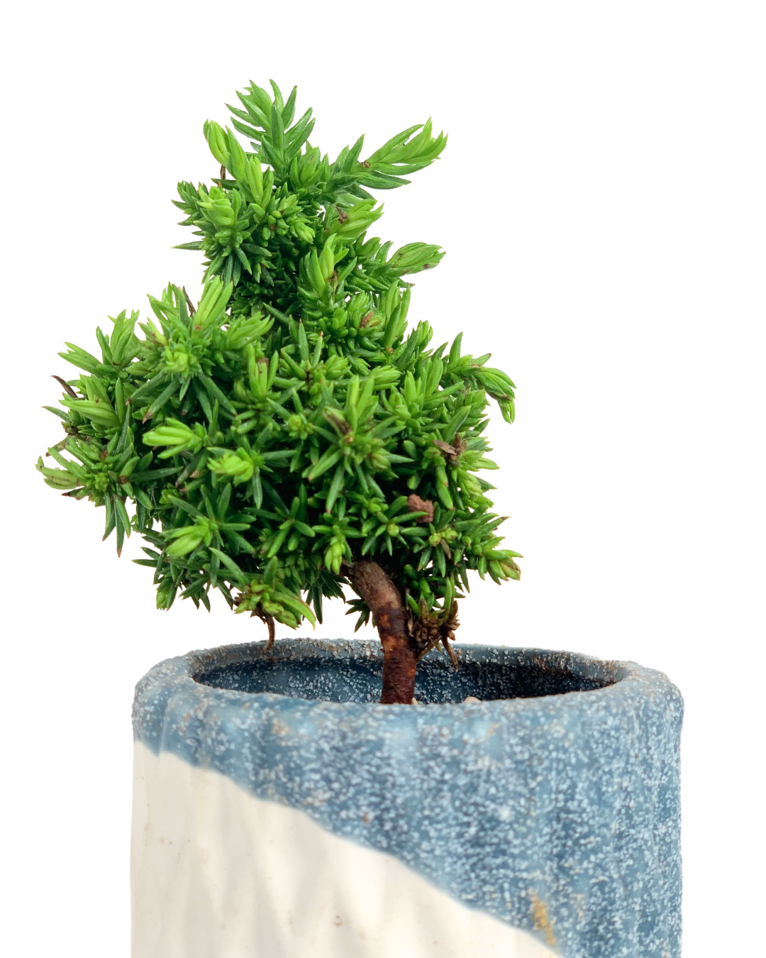 Sugi Bonsai Japonica 'Tamasugi' - Potted plant -  Tumbleweed Plants