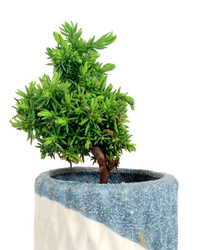 Sugi Bonsai Japonica 'Tamasugi' - Potted plant -  Tumbleweed Plants