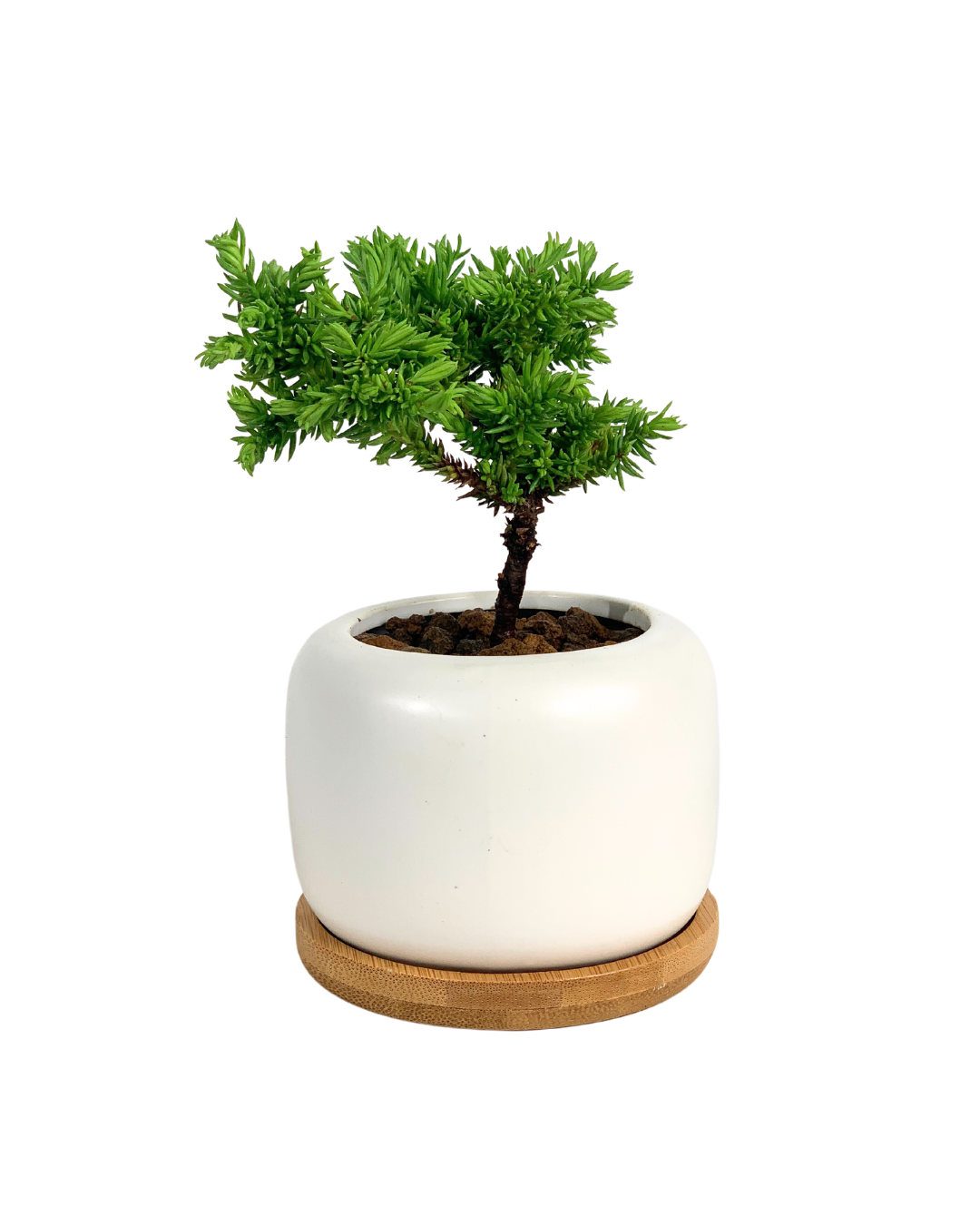 Sugi Bonsai Japonica 'Tamasugi' - Potted plant -  Tumbleweed Plants