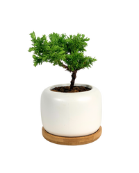 Sugi Bonsai Japonica 'Tamasugi' - Potted plant -  Tumbleweed Plants