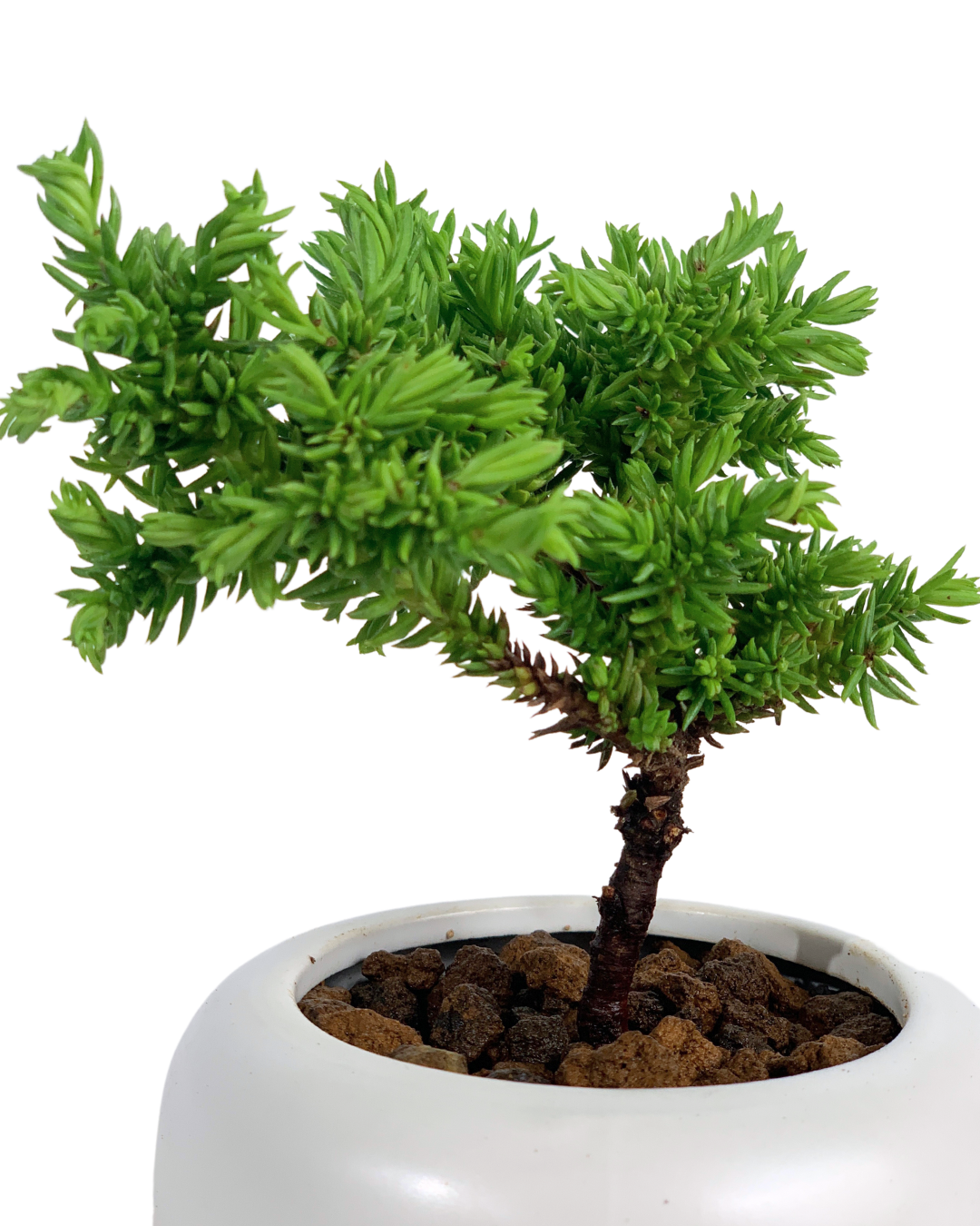 Sugi Bonsai Japonica 'Tamasugi' - Potted plant -  Tumbleweed Plants