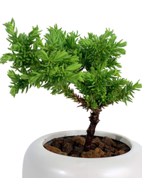 Sugi Bonsai Japonica 'Tamasugi' - Potted plant -  Tumbleweed Plants