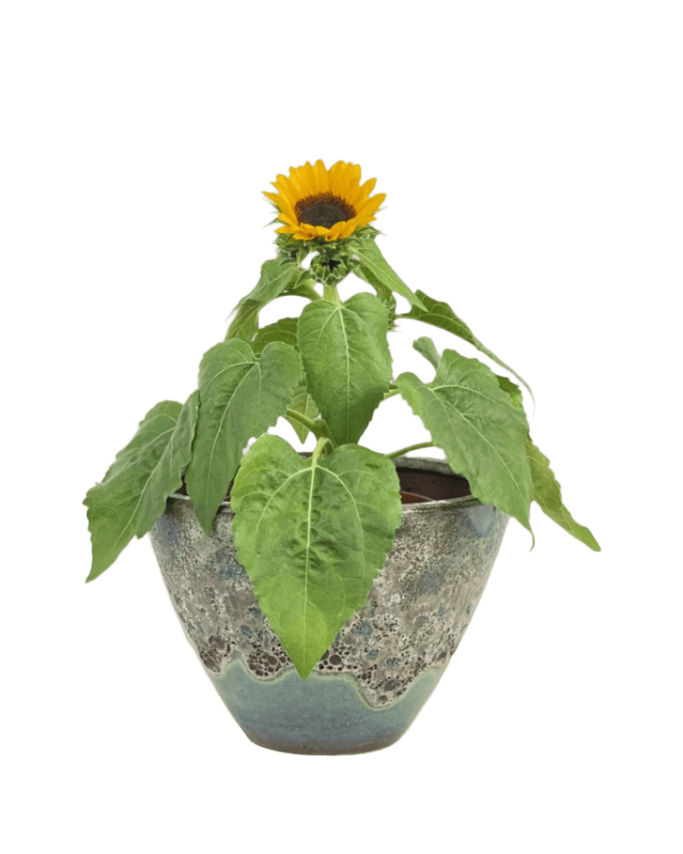 pot size for sunflower plant Sunflower Plant - Buy Large Potted Bloom