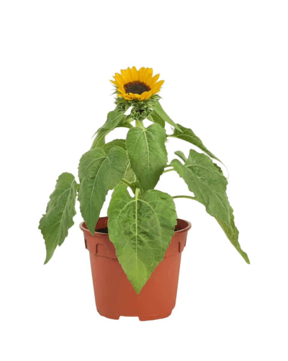 potted sunflower plants for sale Sunflower Plant - Buy Large Potted Bloom