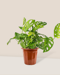 Swiss Cheese Plant - Potted plant -  Tumbleweed Plants