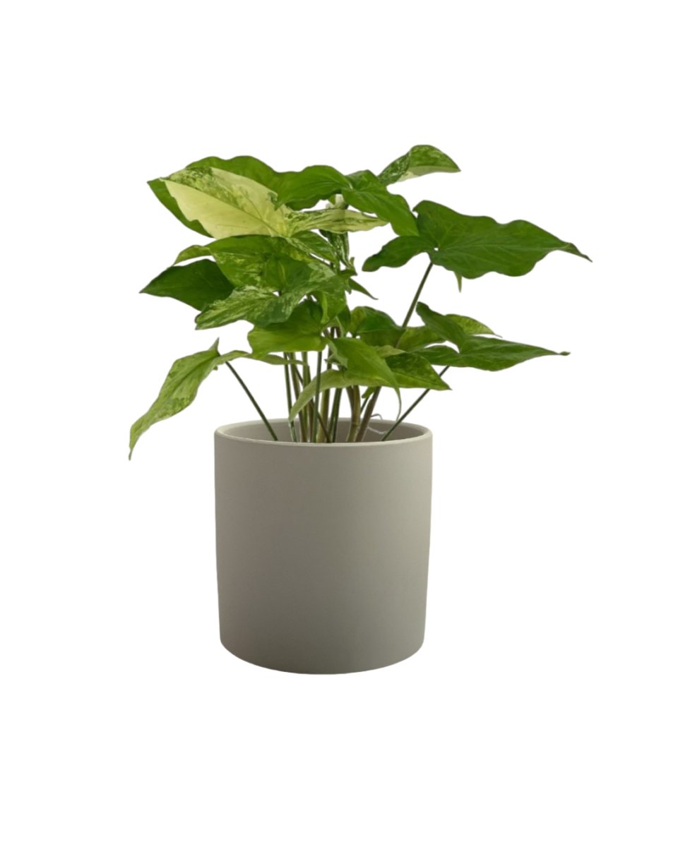 Syngonium White Albo - grow pot - Potted plant - Tumbleweed Plants - Online Plant Delivery Singapore