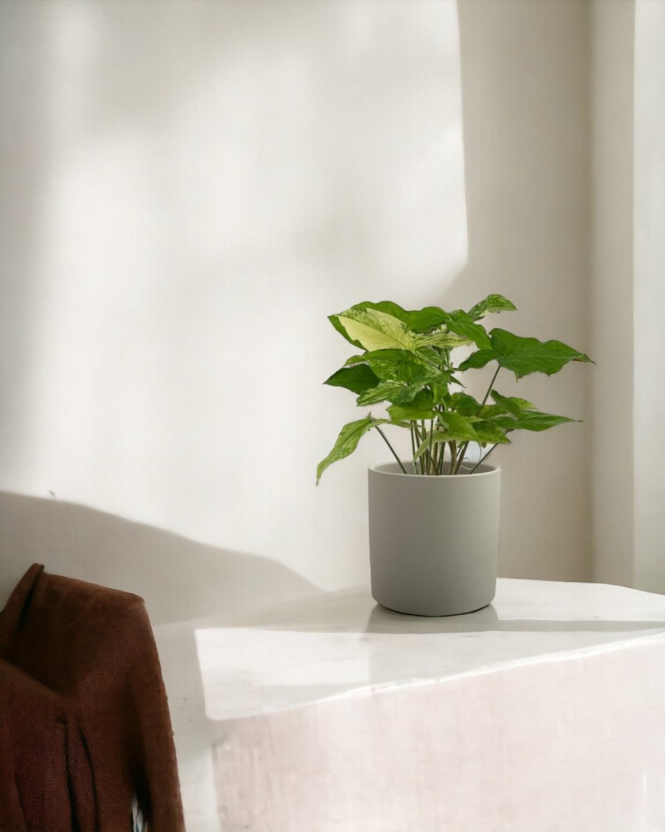 Syngonium White Albo - grow pot - Potted plant - Tumbleweed Plants - Online Plant Delivery Singapore