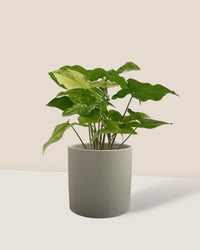 Syngonium White Albo - grow pot - Potted plant - Tumbleweed Plants - Online Plant Delivery Singapore