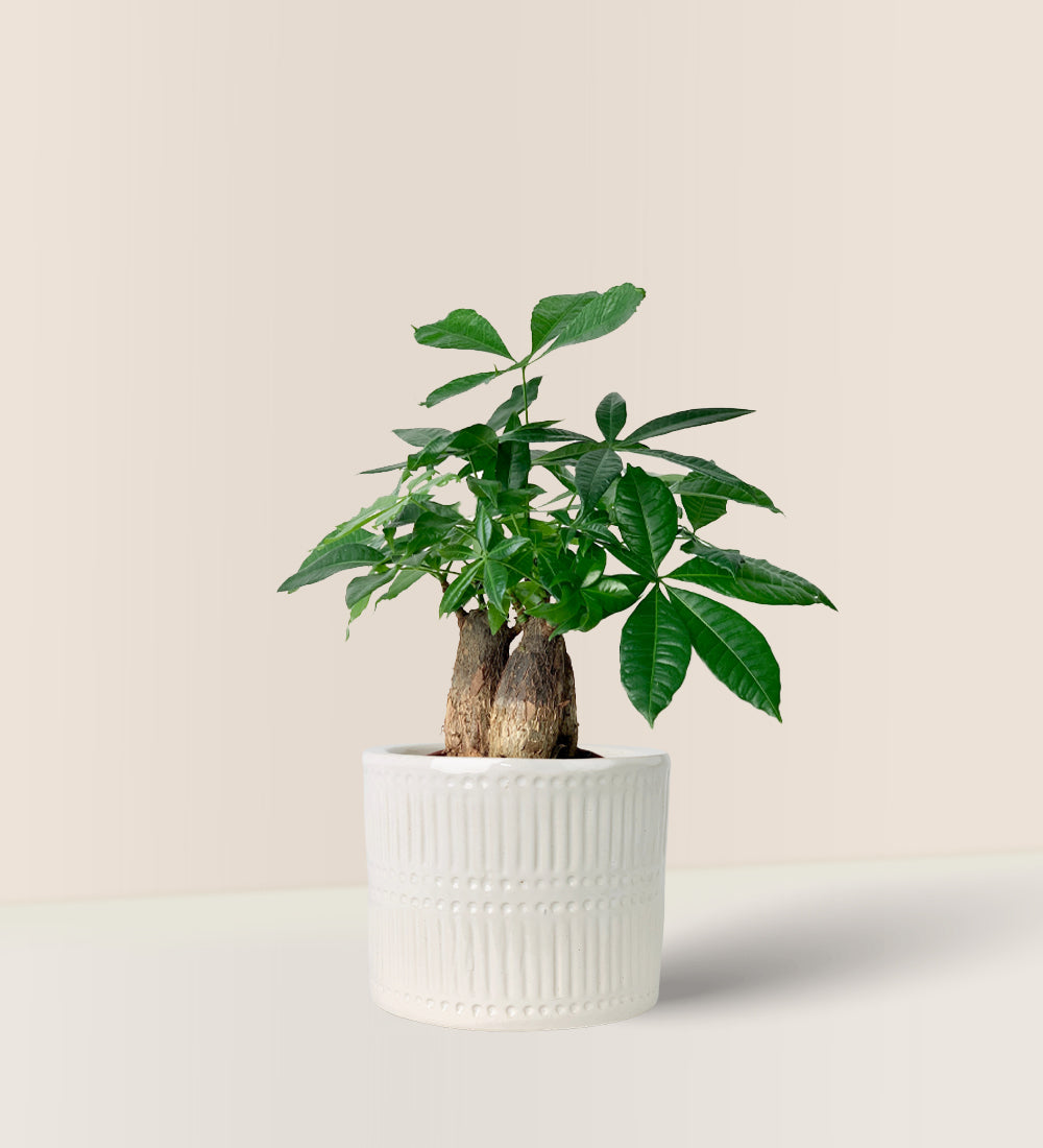 Skyrocket Money Tree - pocky pot - white - Gifting plant - Tumbleweed Plants - Online Plant Delivery Singapore