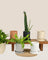 Tall Astra Pot - Medium