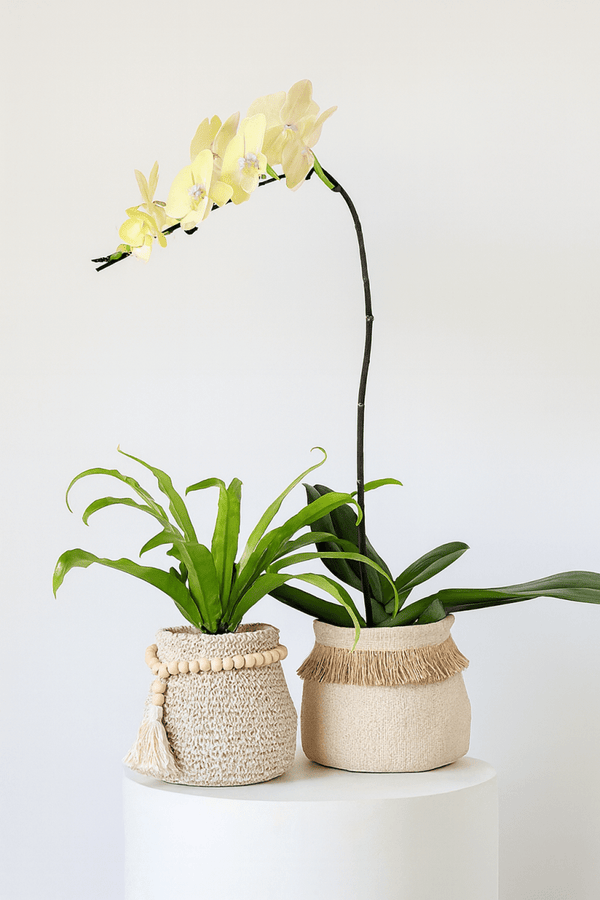 Tassel Pot - Planter - 5786267967834 - Tumbleweed Plants - Online Plant Delivery Singapore