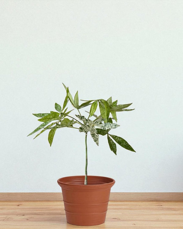 Terra Airstone Pots - Large - Planter - 5675659245792 - Tumbleweed Plants - Online Plant Delivery Singapore