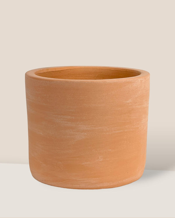 Terracotta Plinth Pot (no drainage hole) - Pots -  Tumbleweed Plants