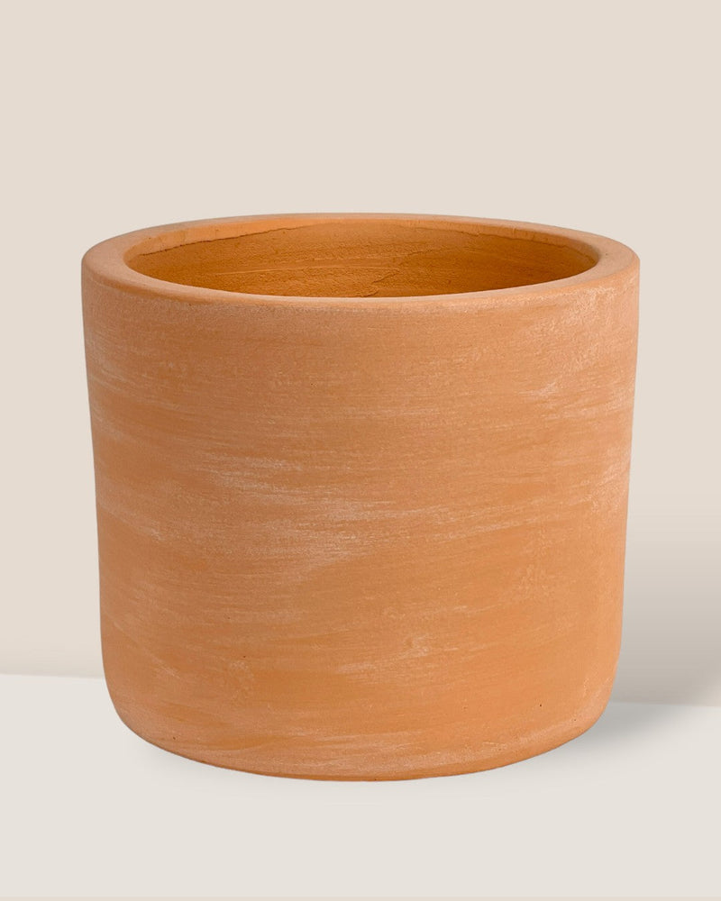 Terracotta Plinth Pot (no drainage hole) - Pots -  Tumbleweed Plants