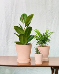 Extra Small Terracotta Pot with Tray - 9cm - Pot - Tumbleweed Plants - Online Plant Delivery Singapore