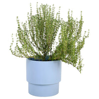 Thyme Plant