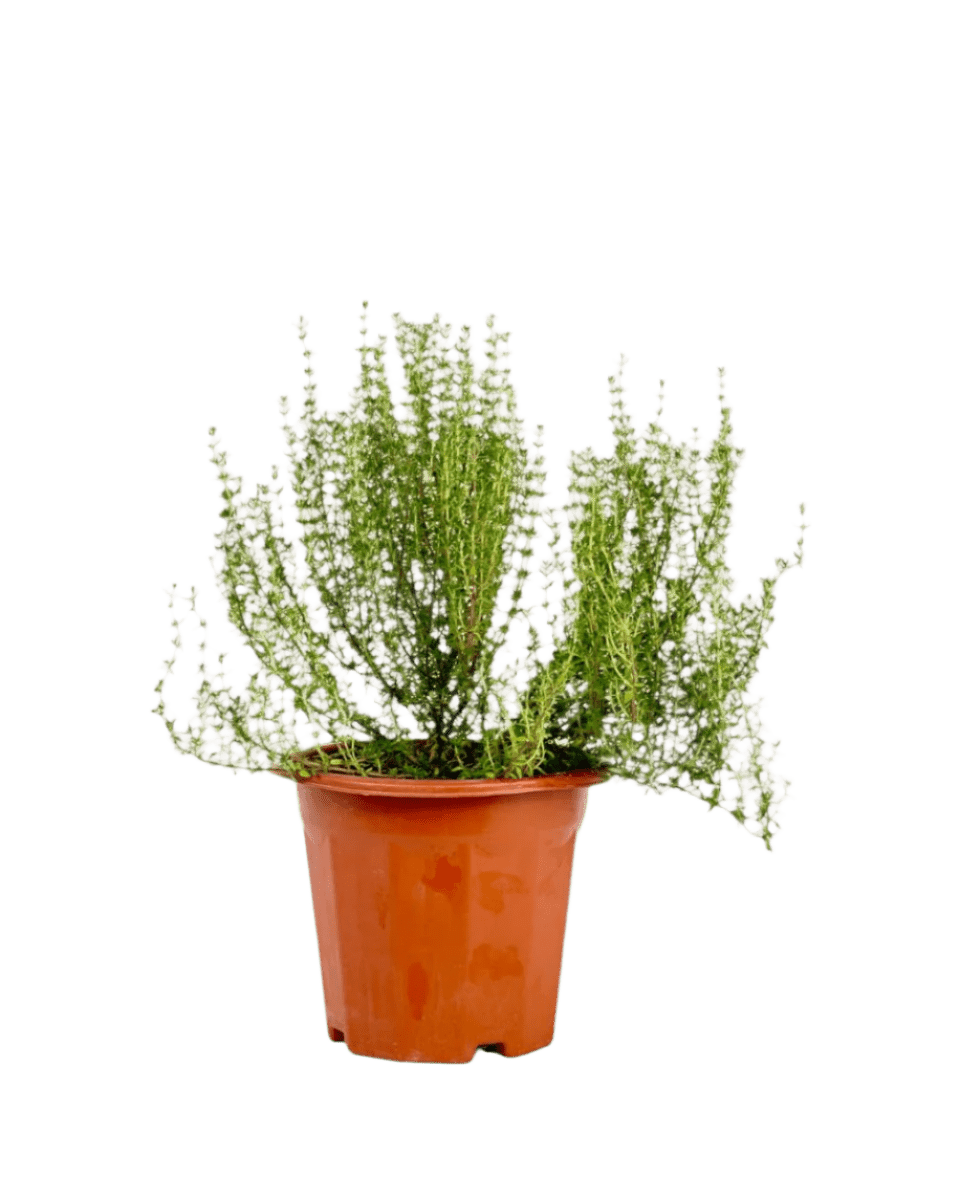 thyme plant pot size Thyme Plant