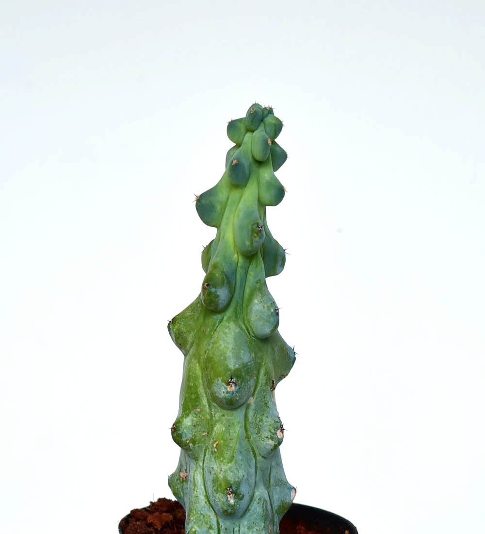 Titty Cactus - grow pot - Potted plant - Tumbleweed Plants - Online Plant Delivery Singapore