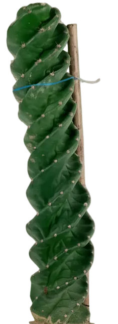 Tornado Cactus