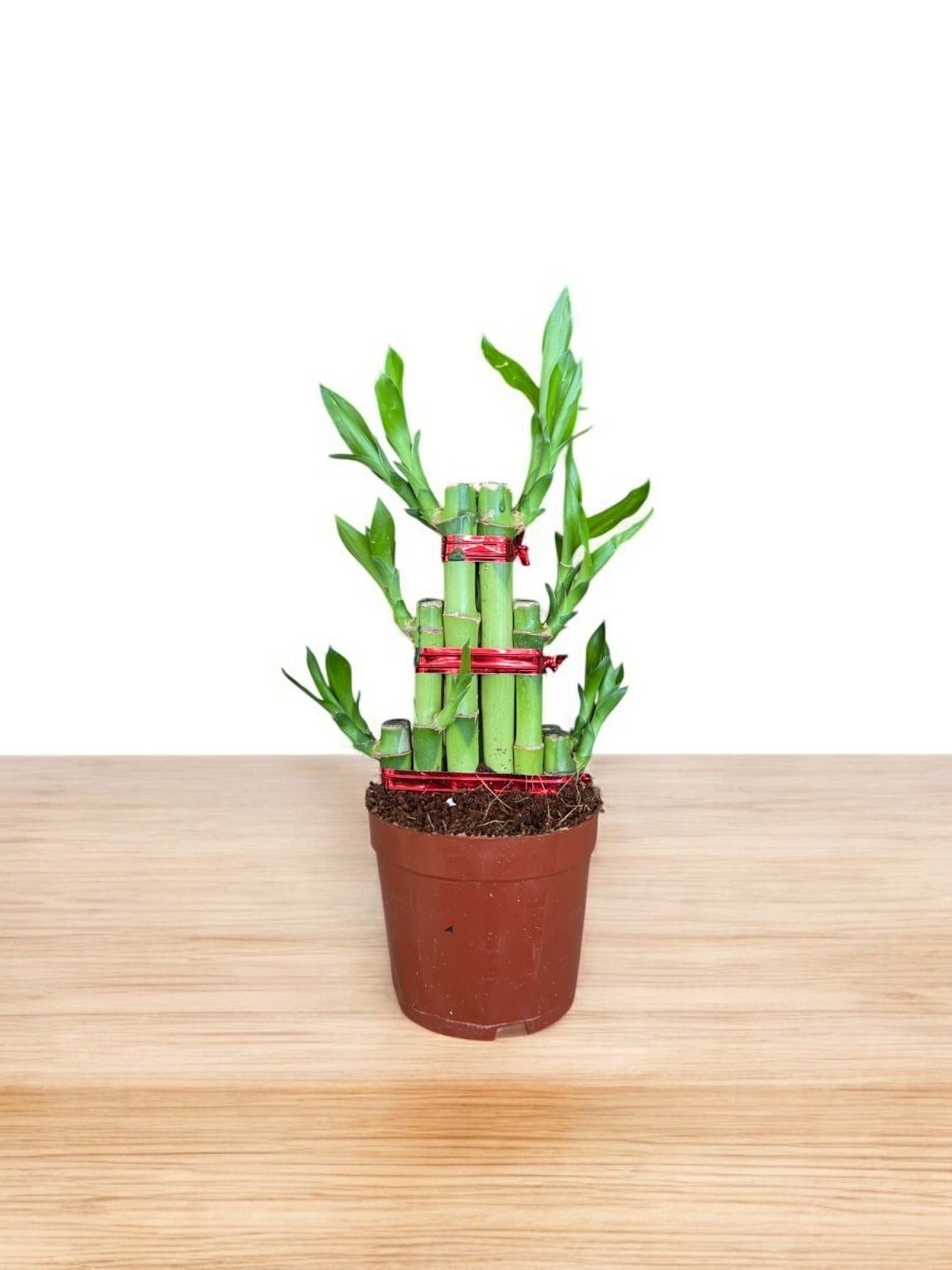 lucky bamboo plant singapore Tower Lucky Bamboo - Indoor Lucky Bamboo Plant SG