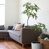 Umbrella Plant (Life-like Artificial)