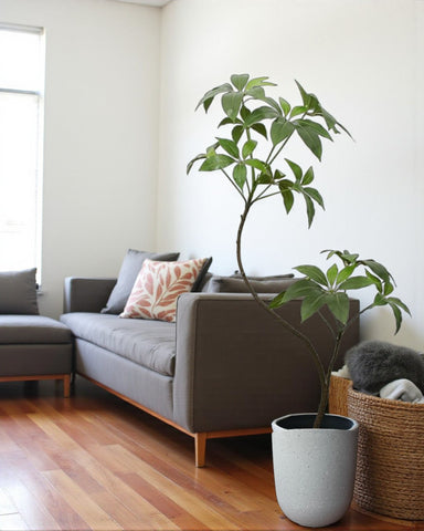 Umbrella Plant (Life-like Artificial)