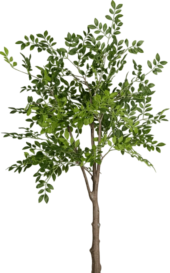 Elm Money Tree (Life-like Artificial)