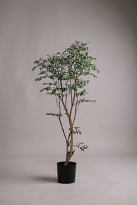 Ficus - Real-Trunk Artificial - Potted plant -  Tumbleweed Plants