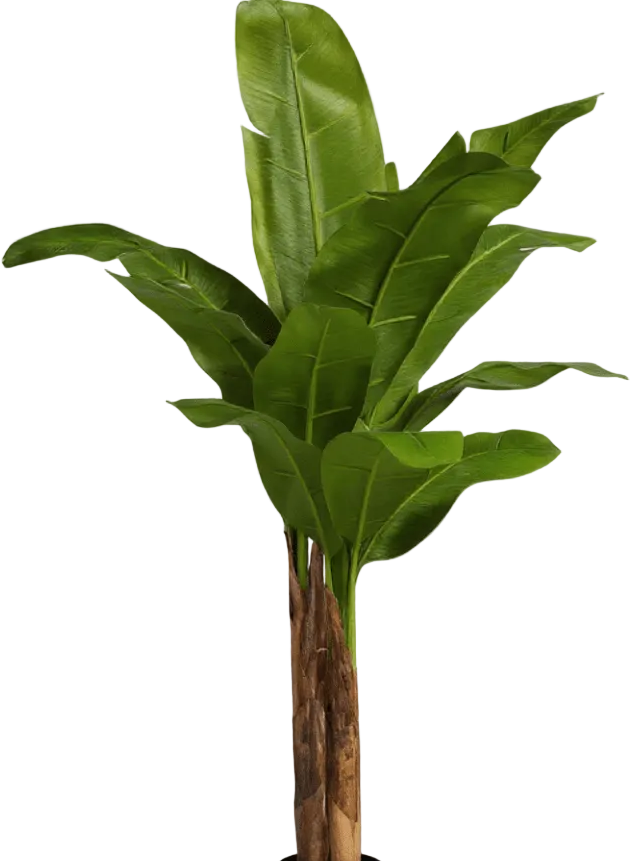 Banana Tree (Life-life Artificial)