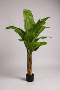 Banana Tree (Life - life Artificial) - Potted plant - 5103784103174 - Tumbleweed Plants - Online Plant Delivery Singapore