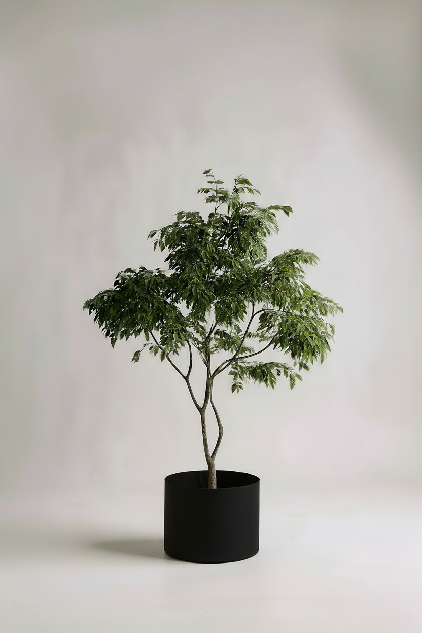 China Doll Tree - Real-Trunk Artificial - Potted plant -  Tumbleweed Plants