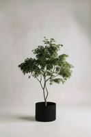 China Doll Tree - Real-Trunk Artificial