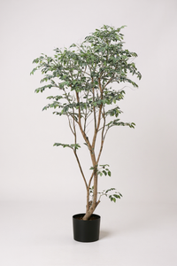 Ficus - Real-Trunk Artificial - Potted plant -  Tumbleweed Plants