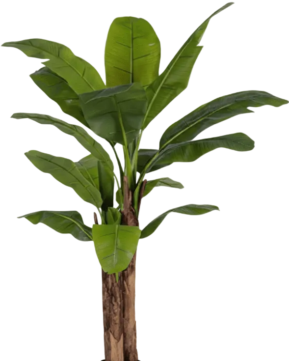 Banana Tree (Life-life Artificial)