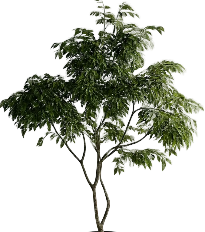 China Doll Tree - Real-Trunk Artificial