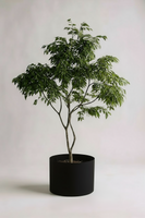 China Doll Tree - Real-Trunk Artificial
