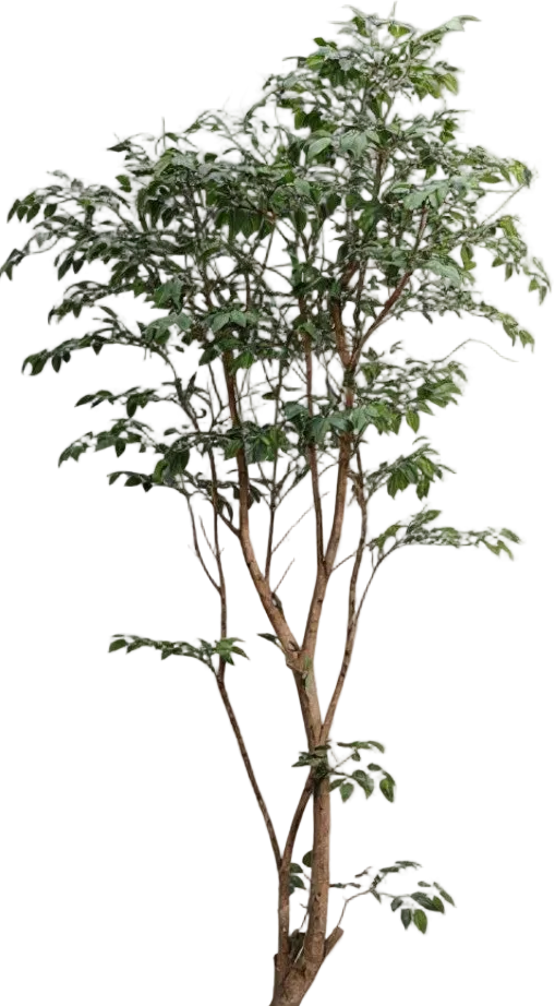 Ficus - Real-Trunk Artificial