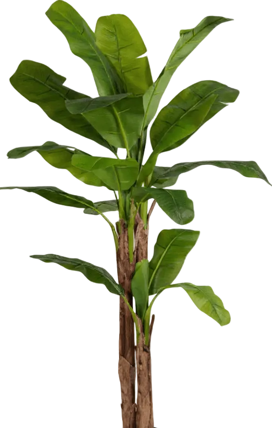Banana Tree (Life-life Artificial)