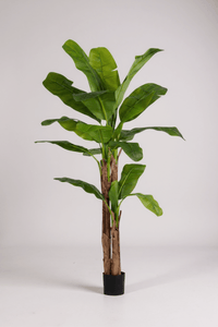 Banana Tree (Life - life Artificial) - Potted plant - 5103784103176 - Tumbleweed Plants - Online Plant Delivery Singapore