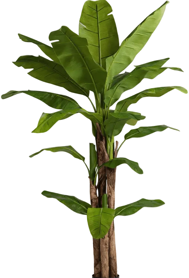 Banana Tree (Life-life Artificial)