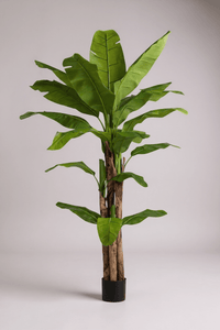 Banana Tree (Life - life Artificial) - Potted plant - 5103784103177 - Tumbleweed Plants - Online Plant Delivery Singapore