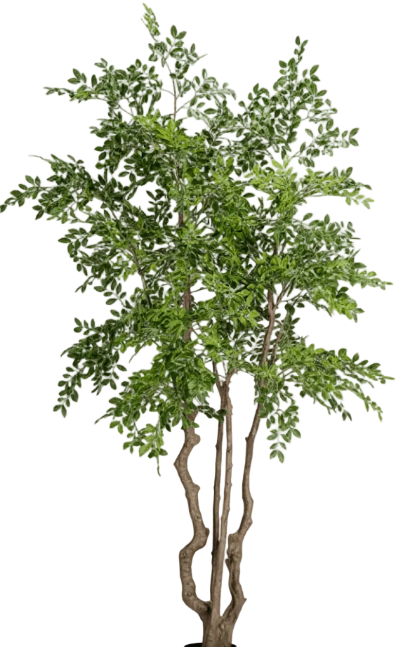 Elm Money Tree (Life-like Artificial)