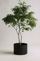 China Doll Tree - Real-Trunk Artificial