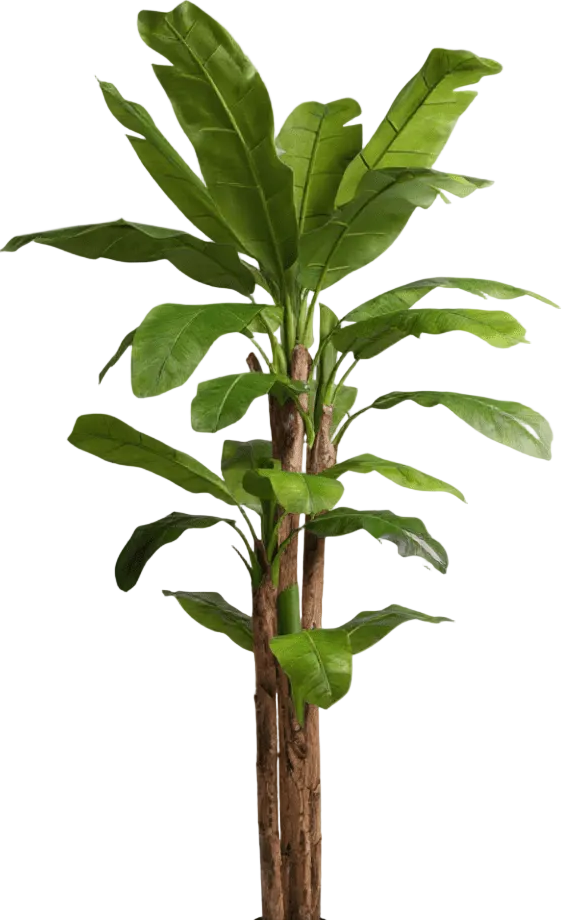 Banana Tree (Life-life Artificial)