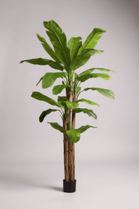 Banana Tree (Life - life Artificial) - Potted plant - 5103784103178 - Tumbleweed Plants - Online Plant Delivery Singapore