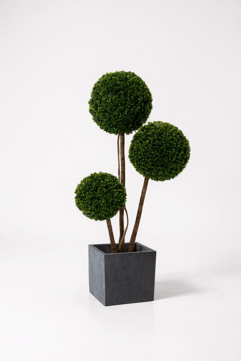 Ball Tree - Real - Trunk Artificial - Potted plant - 5516314535781 - Tumbleweed Plants - Online Plant Delivery Singapore