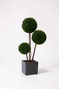 Ball Tree - Real - Trunk Artificial - Potted plant - 5516314535781 - Tumbleweed Plants - Online Plant Delivery Singapore